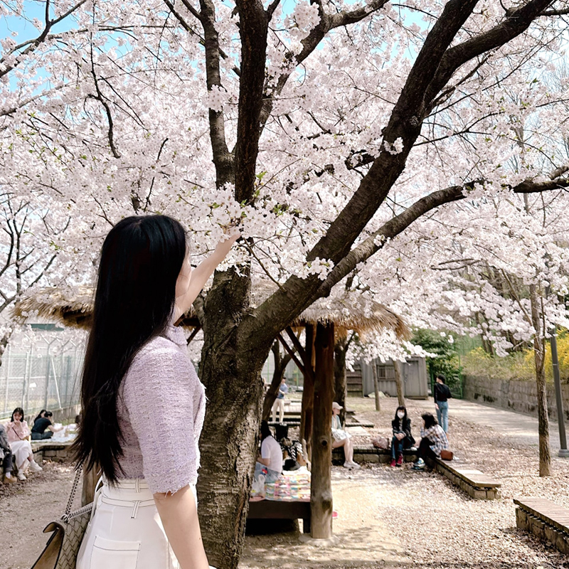 [KOREA REVIEW] Perfect for Cherry Blossom